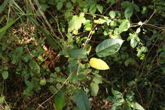 Sterculia quadrifida