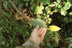 Sterculia quadrifida
