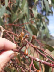 Eucalyptus microcarpa