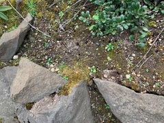 Anthophora pacifica