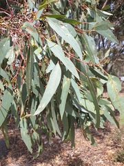 Eucalyptus microcarpa