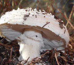 Amanita ochrophylloides