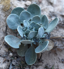 Physaria chambersii