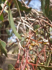 Eucalyptus microcarpa