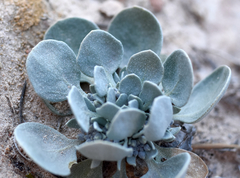 Physaria chambersii
