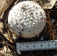 Amanita ochrophylloides