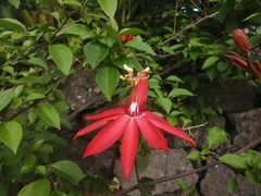 Passiflora miniata × vitifolia