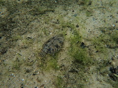Trinectes maculatus