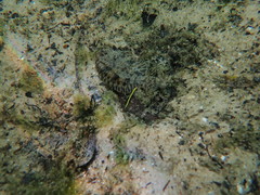 Trinectes maculatus
