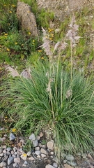 Cortaderia speciosa