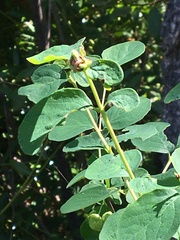 Symphoricarpos albus albus
