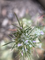 Eriastrum abramsii