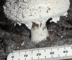 Amanita ochrophylloides