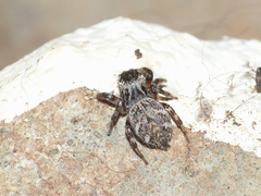 Evarcha denticulata