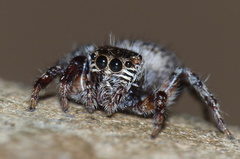 Evarcha denticulata