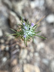 Eriastrum abramsii