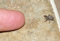 Evarcha denticulata