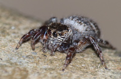 Evarcha denticulata