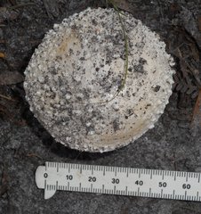 Amanita ochrophylloides