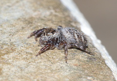 Evarcha denticulata