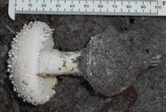 Amanita ochrophylloides