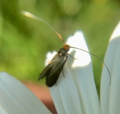 Cauchas rufimitrella