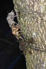 Penthicodes atomaria