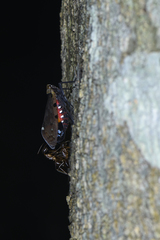 Penthicodes atomaria