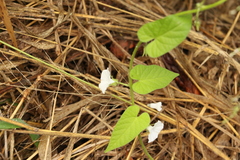 Ipomoea plebeia