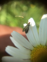 Cauchas rufimitrella