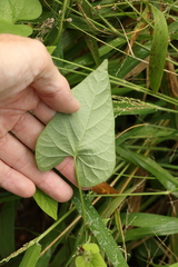 Ipomoea plebeia