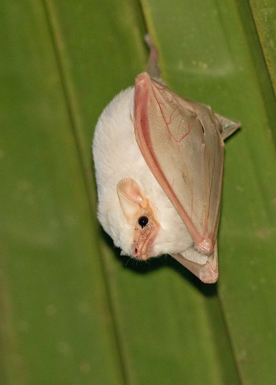 northern ghost bat (Costa Rica Mammals) · iNaturalist