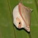 Northern Ghost Bat - Photo (c) Paul Cools, some rights reserved (CC BY-NC), uploaded by Paul Cools