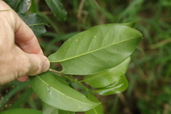 Casearia multinervosa