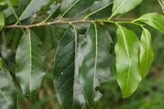 Casearia multinervosa