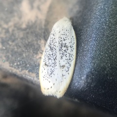 Durrantia piperatella