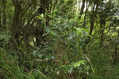 Casearia multinervosa