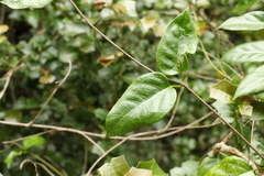 Parsonsia leichhardtii