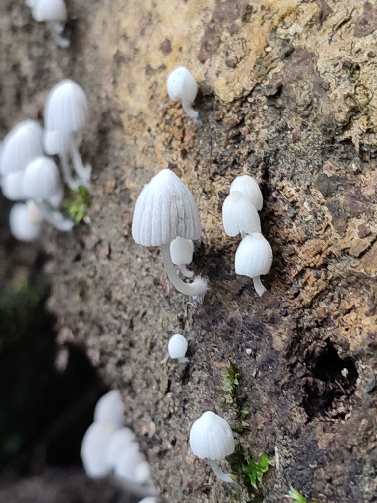 Coprinellus disseminatus · March 2022 · photo: © manis1 (iNaturalist, cc0)
