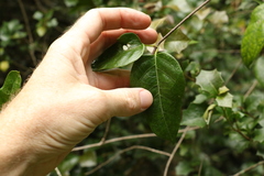 Parsonsia leichhardtii