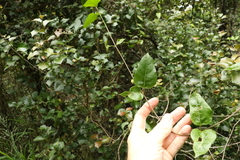 Parsonsia leichhardtii