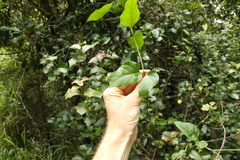 Parsonsia leichhardtii