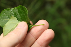 Parsonsia leichhardtii