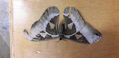 Rothschildia speculifer