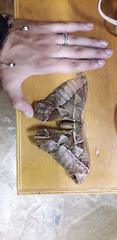 Rothschildia speculifer