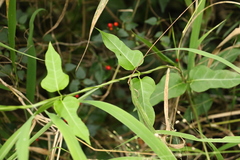 Parsonsia leichhardtii