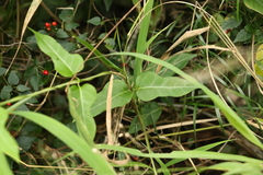 Parsonsia leichhardtii