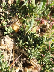 Eriogonum wrightii membranaceum