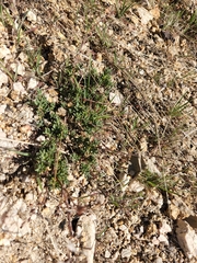 Eriogonum wrightii membranaceum