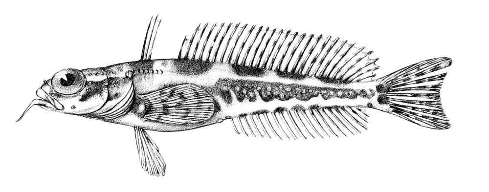 Barbeled Plunderfishes